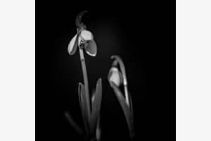 snowdrops