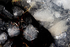 Bord d’étang en hiver 