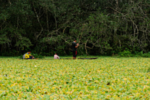 Lagune de Limoncocha