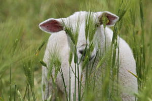 versteckt...
