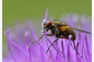 Sommermorgen