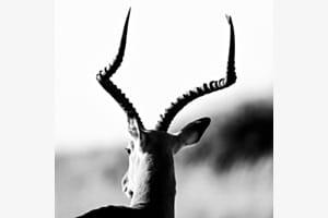 Masai Mara