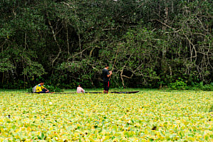 Lagune de Limoncocha 