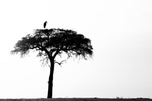 Masai mara
