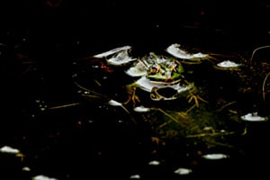 Grenouille Grenouille