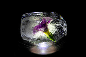 Blümchen on the rocks
