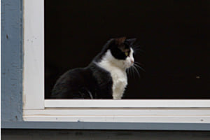 Katzenfenster Katzenfenster