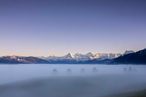 Bäume im Nebel