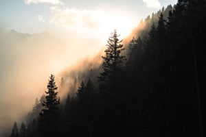 Zwischen den Tannen