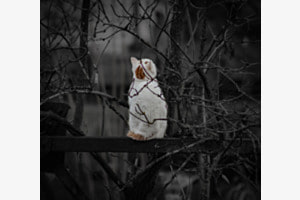 Die Katze Die Katze