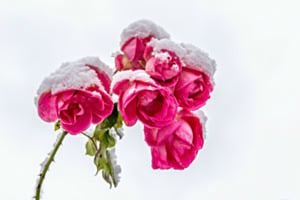 Winterrosen