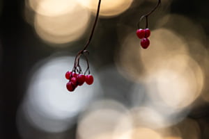 Im Wald II