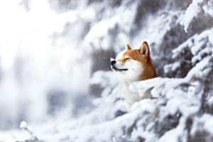 Winterwonderland Winterwonderland