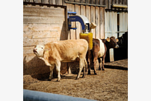 Tierisches Vergnügen Tierisches Vergnügen