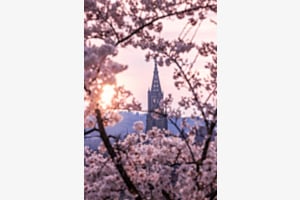 Durch die Blüten...