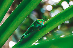 Gecko