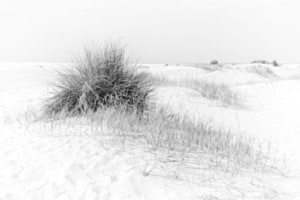 silent dunes