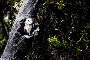 L’hibou 