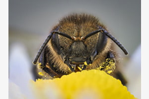 Bienchen beim Naschen ertappt