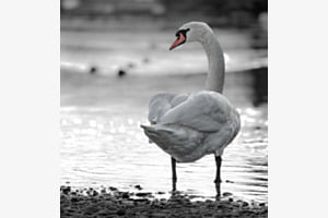 Schwan Schwan