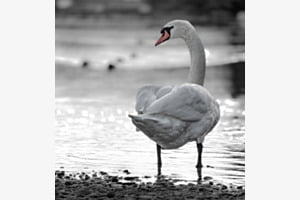 Schwan am Thunersee Schwan am Thunersee