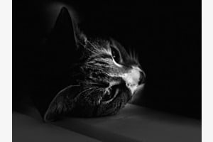 Lotty