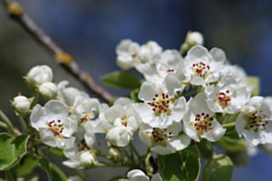 Birnbaum Blust