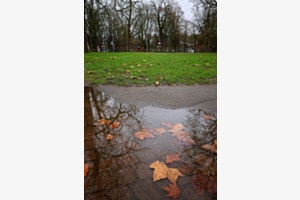 Wasserlache mit Laub