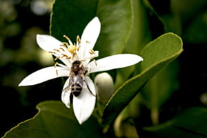 Fleur de citronnier 