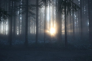 Erste Strahlen durch den Nebel
