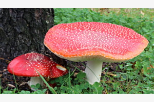 2 Fliegenpilze 2 Fliegenpilze