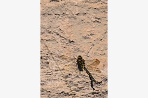 Libelle in Ruhe