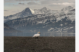 Eiger, Mönch, Jungfrau und Schwan Eiger, Mönch, Jungfrau und Schwan