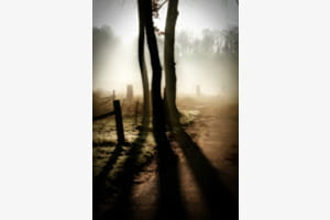 Bäume im Nebel