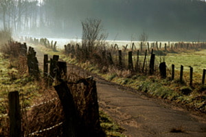 Kuhweide im Nebel