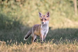 Fuchs Welpe