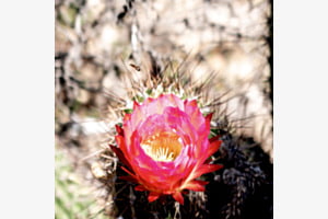 La fleur, éphémère du cactus 1