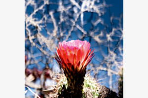 La fleur, éphémère du cactus 2