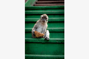 Affe auf grüner Treppe