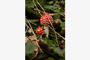 Zweisamkeit im Wald Zweisamkeit im Wald