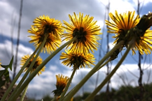 Zur Sonne Zur Sonne