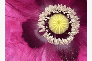 Mohnblume 