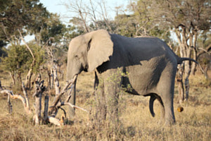 big business of an elephant