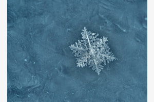 Schneeglöckchen 