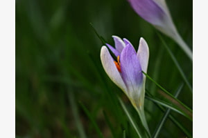 Krokusse