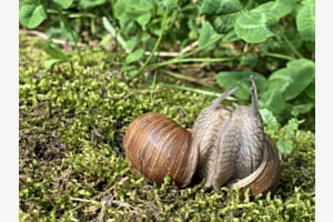 Schnecken•Harmonie