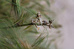 El caracolito