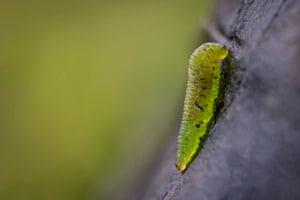 Larve in leuchtendem grün