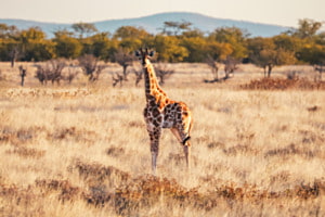 Steppe