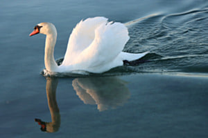 Schwan Schwan